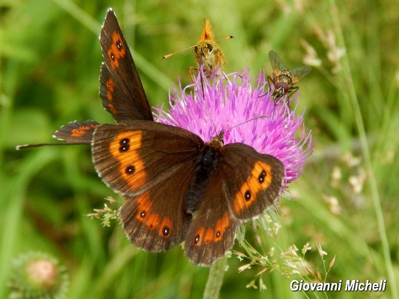 Erebia 1 da ID - Erebia euryale